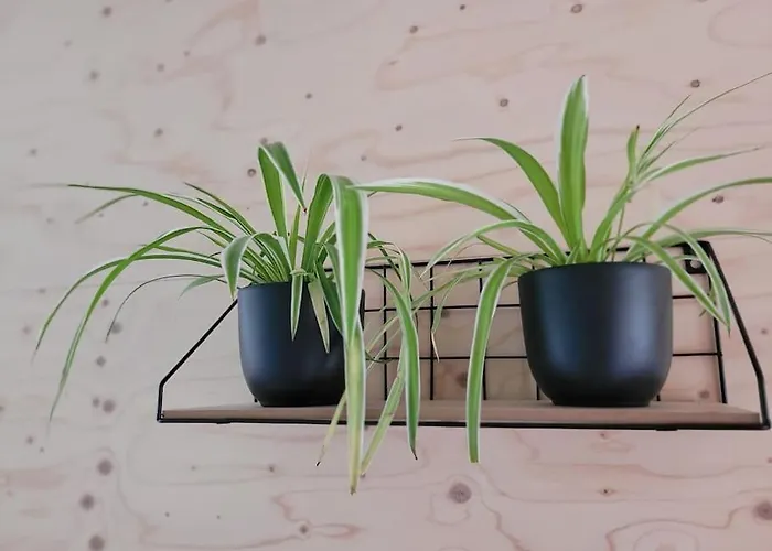 Rustig Gelegen Nabij En Duin