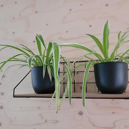 Rustig Gelegen Nabij En Duin